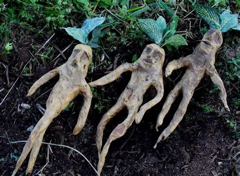 Корень мандрагоры: загадки и тайны мандрагоры