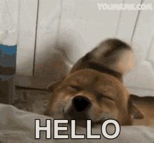 Hello Dog GIF - Hello Dog Dogs - Discover & Share GIFs