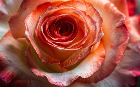 [3300+] Rose Wallpapers