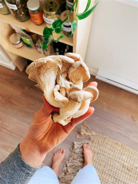 a beginner's guide to medicinal mushrooms — Wholistically Hannah