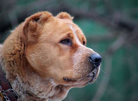 perfect head of alabai dog | Alabai dog, Dogs, Dog breeds
