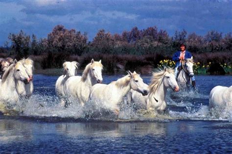The Camargue is a wetland of exceptional importance. It is located in ...
