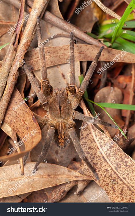 Brazilian Wandering Spider: Over 135 Royalty-Free Licensable Stock ...