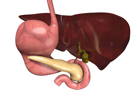 Biliary System :: Behance