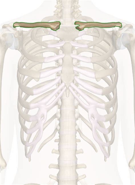 clavicles anatomy   illustrations