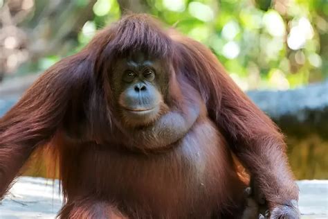 Most Common Favorite Animals: A Global Guide to Popular Pets & Wildlife