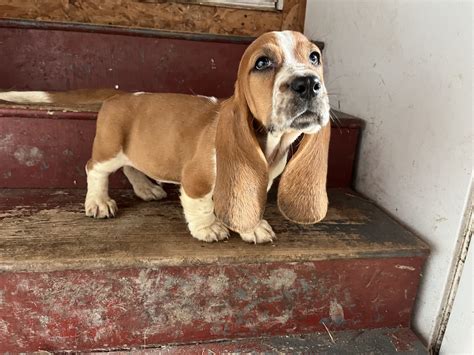 Basset Hound Puppies for Sale in Indiana | Hydens Hounds