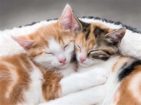 Download Cuddling Cute Cats Pictures | Wallpapers.com