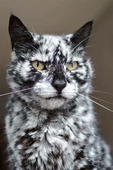 Cat with vitiligo - 9GAG