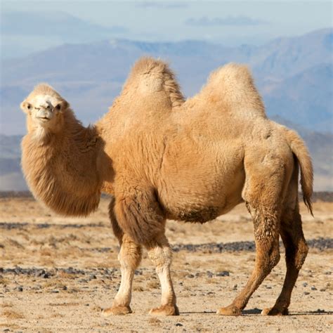 Camel Facts, Types, Diet, Reproduction,, Pictures | atelier-yuwa.ciao.jp