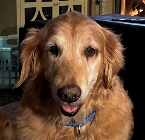 moonbeam – Southern California Golden Retriever Rescue