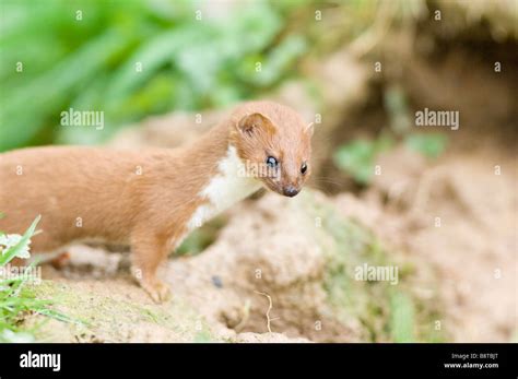 Wiesel fell -Fotos und -Bildmaterial in hoher Auflösung – Alamy
