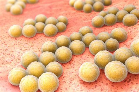 Staphylococcus spp что это такое у мужчин
