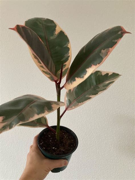 Ficus Belize | Kaufen auf Ricardo