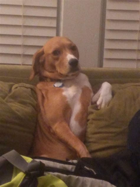 My r a r e beagle hound mix : r/rarepuppers