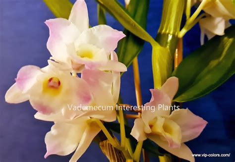 Vademecum Interesting Plants: Dendrobium nobile - Dendrobium szlachetne