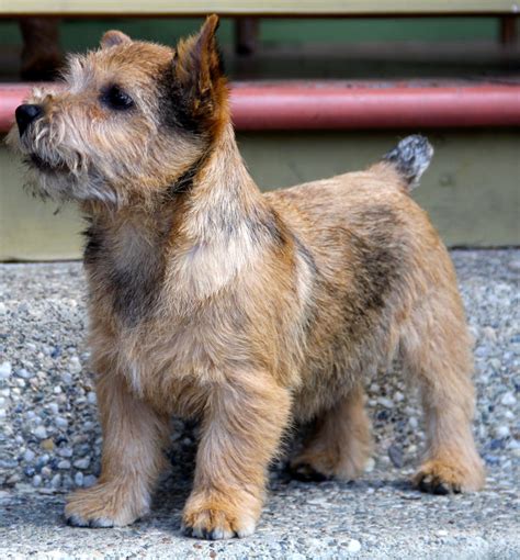 Norwich Terrier Northern California