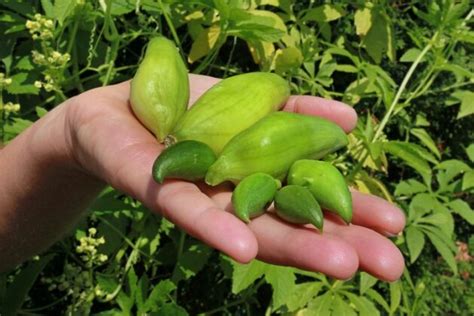 Achocha Is One Wild Cucumber You Will Love - Medicinal Plant Reviews