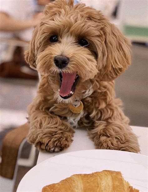 Мальтіпу - все про породу — Maltipoo World