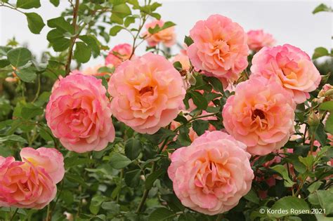 Rose 'Peach Melba' ® (Kletterrose)