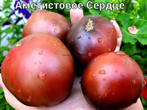 Аметистовое Сердце анто — Семена Томатов