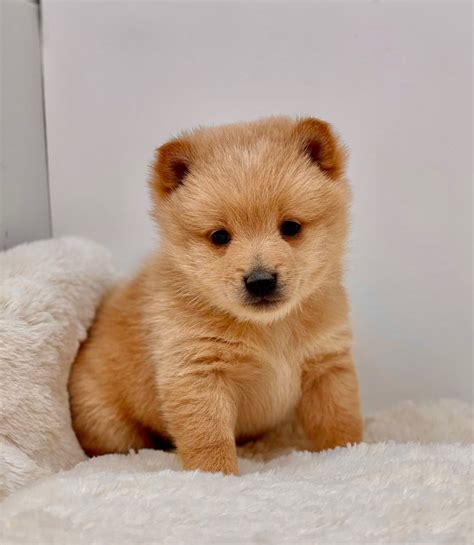 schipperke puppies  sale akc puppyfinder