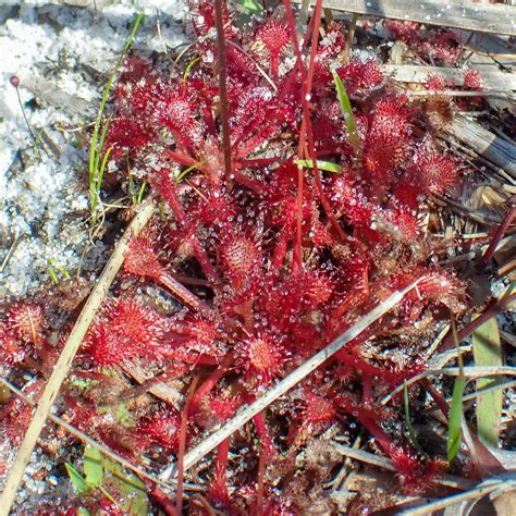 Did you know that Palm Beach County is home to plants that don't rely