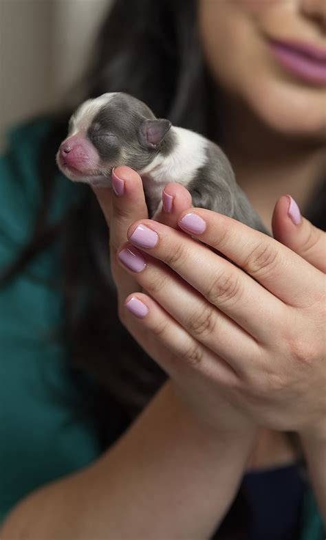 Sinai’s Long Hair Apple Head Chihuahuas in Texas | Chihuahua puppies | Good Dog