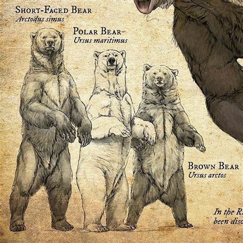 Bears drawn by the amazing @bzaiken The size of the long time short ...