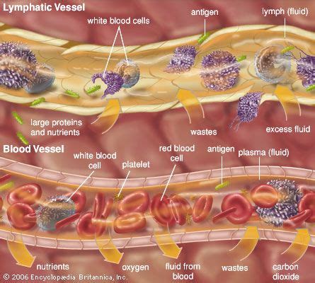 Intracellular fluid | biochemistry | Britannica