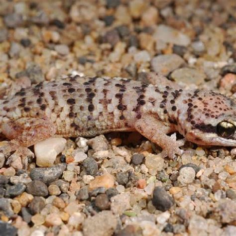 Habitat of Hemidactylus barbierii sp. n. petrified forest, eastern lake ...