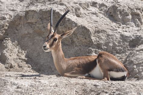 ZOOTOGRAFIANDO (MI COLECCIÓN DE FOTOS DE ANIMALES): GACELA DE CUVIER ...