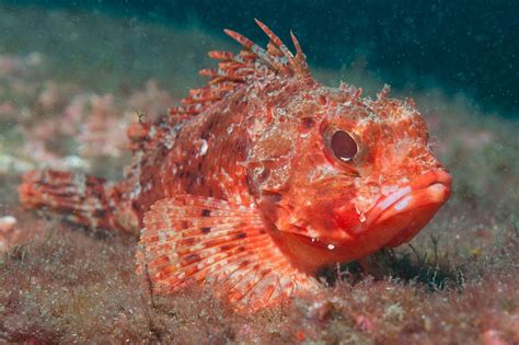 Scorpian Fish - The Ocean's Enigmatic Dweller - FishOnTips