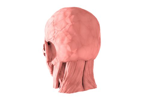 human head human images pixabay