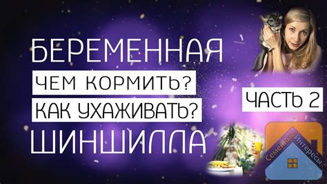 Корм для шиншилл ч.2. Беременная шиншилла, как определить и чем кормить ...