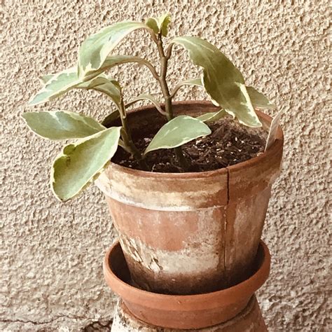 Peperomia 'Ginny' | Succulent City