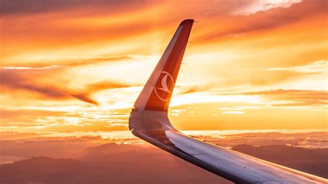 Flying with a Cat on Turkish Airlines: A Truly Pet-Friendly Experience ...