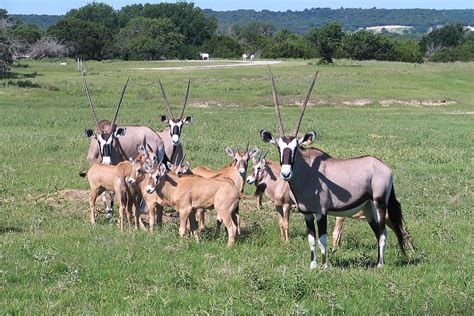 Gemsbok – Fossil Rim Wildlife Center