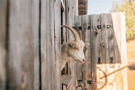 goat  stock  images  backgrounds
