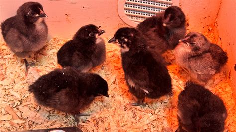Egg prices are rising. What to know about raising chickens