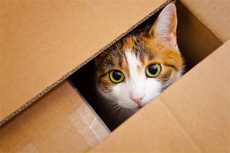 what happens if cat hiding fast 1