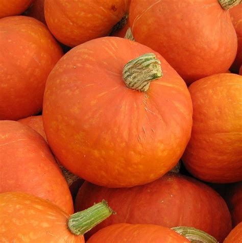 Types of squash - virmonitor