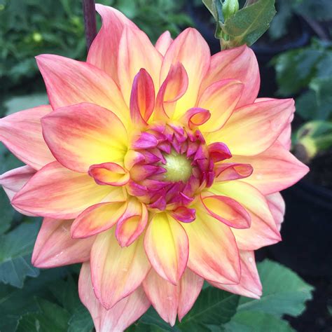 Late Summer Flower Bulbs Hit Their Stride - Longfield Gardens
