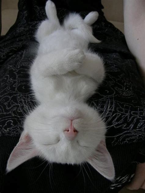 Фотопозитив: Фотографии котов