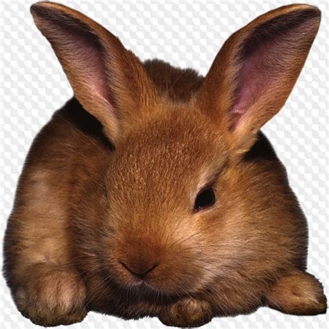 24 PNG, Кролик фото изображения с прозрачным фоном