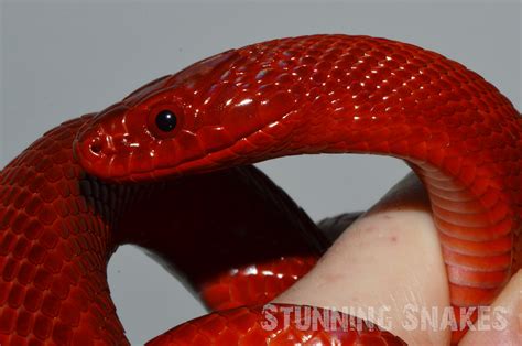 Wow, that's RED! 😍 Dione's rat snake... - The Reptile Report | Facebook