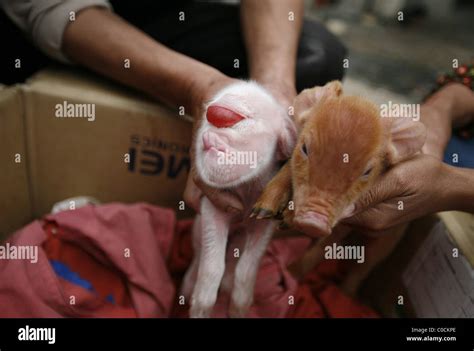 DEFORMED PIGGY BORN This little piggy looks more like a deranged horror ...