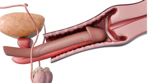 3D Cross Sectional View of Copulation or Penile Vaginal Intercourse
