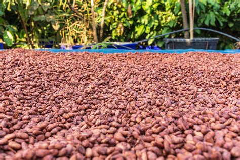 Organic cocoa beans sun drying on the farm 6240206 Stock Photo at Vecteezy