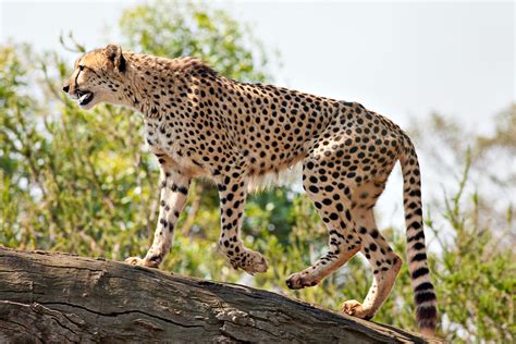 CHEETAH |The Garden of Eaden
